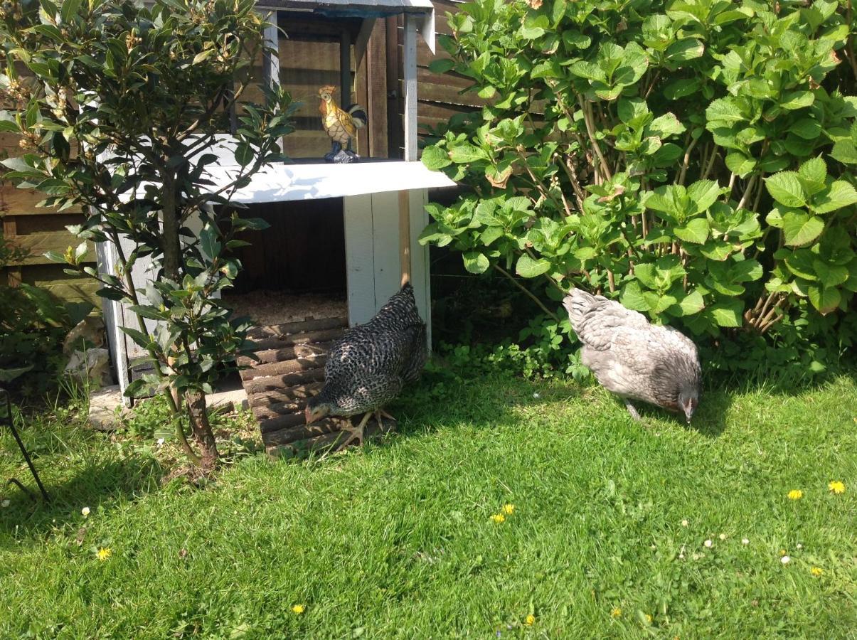 Le Jardin Des Poules Bed & Breakfast Thiétreville Eksteriør bilde